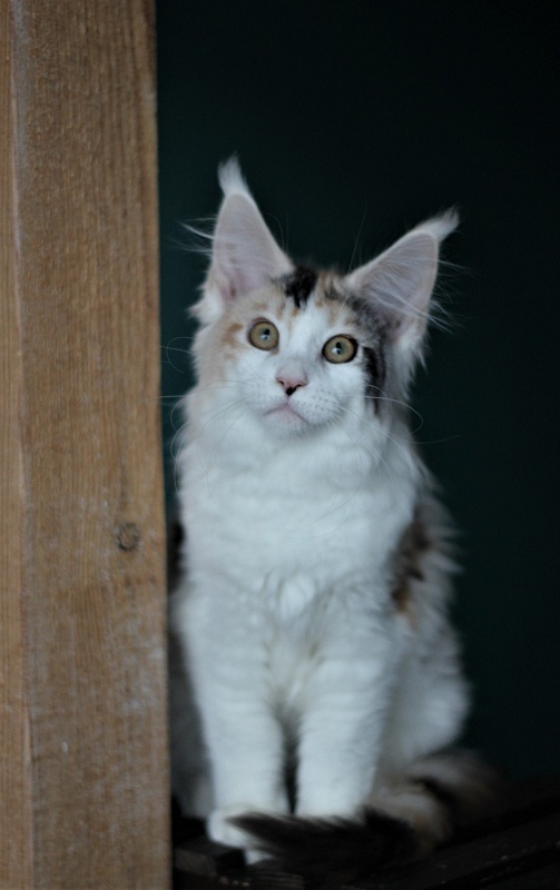 Monterini Qbella - Kitten maine-coon 4 months