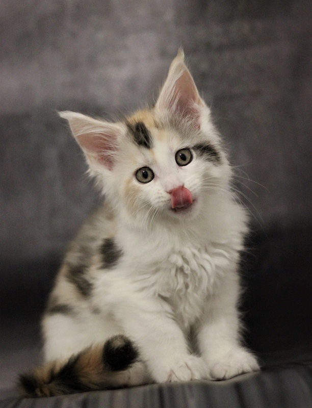 Monterini Qbella - Kitten maine-coon 1 month 3.5 weeks