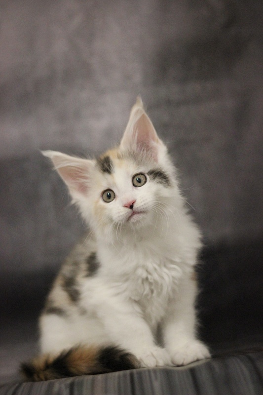 Monterini Qbella - Kitten maine-coon 1 month 3.5 weeks