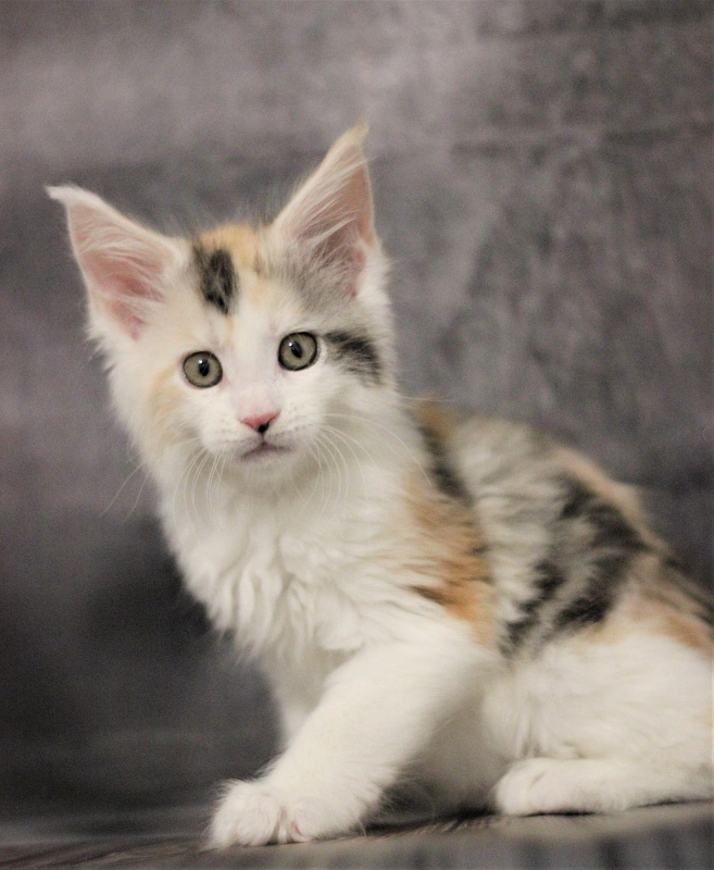 Monterini Qbella - Kitten maine-coon 1 month 3.5 weeks