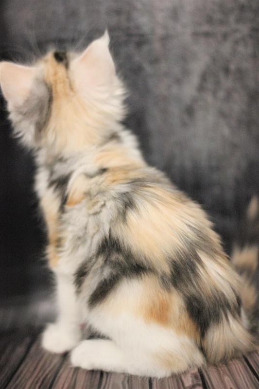 Monterini Qbella - Kitten maine-coon 1 month 3.5 weeks