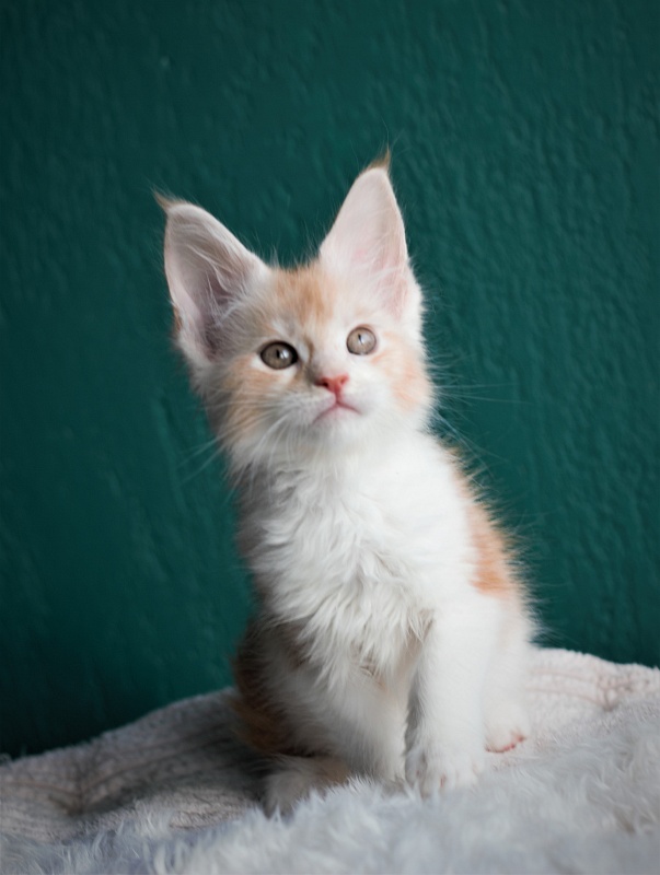 Monterini Q - Kitten maine-coon 1 month 3.5 weeks