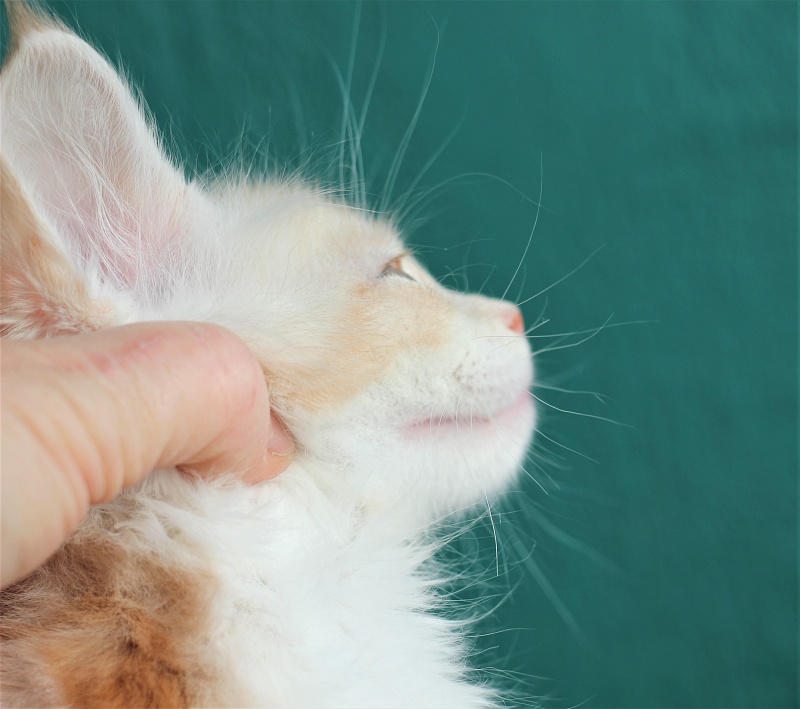 Monterini Q - Kitten maine-coon 1 month 3.5 weeks