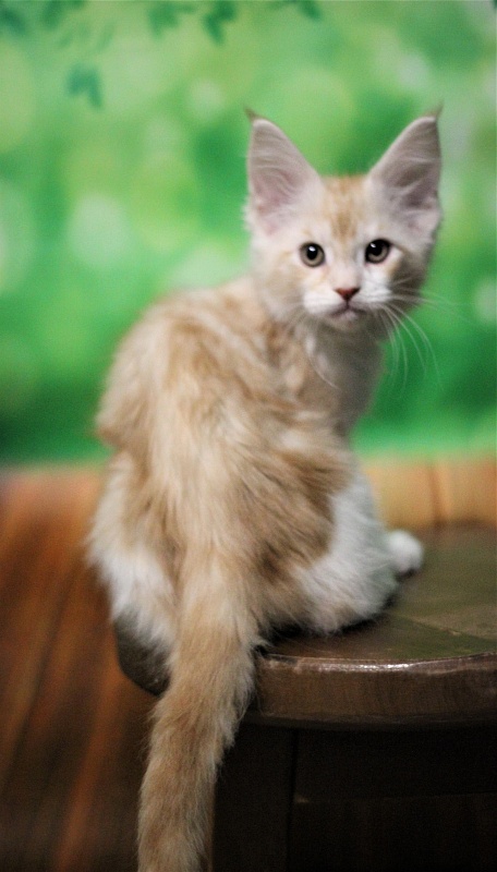 Monterini Q - Kitten maine-coon 2 months 1.5 week