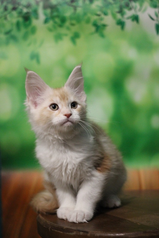 Monterini Q - Kitten maine-coon 2 months 1.5 week