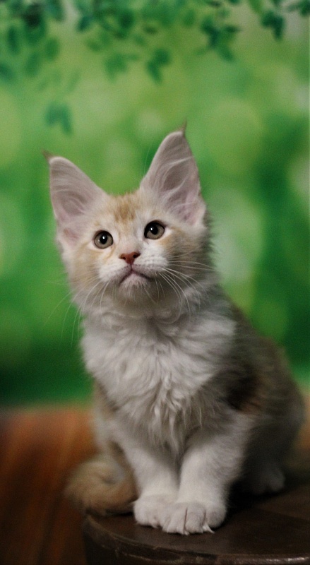 Monterini Q - Kitten maine-coon 2 months 1.5 week