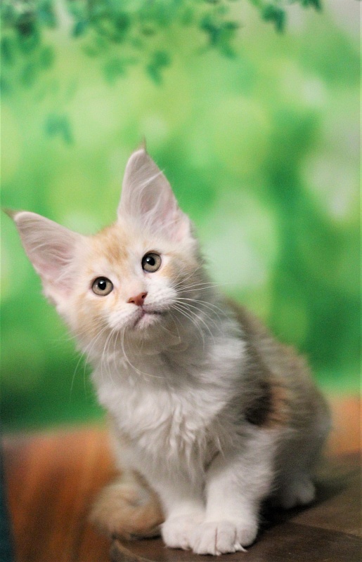Monterini Q - Kitten maine-coon 2 months 1.5 week