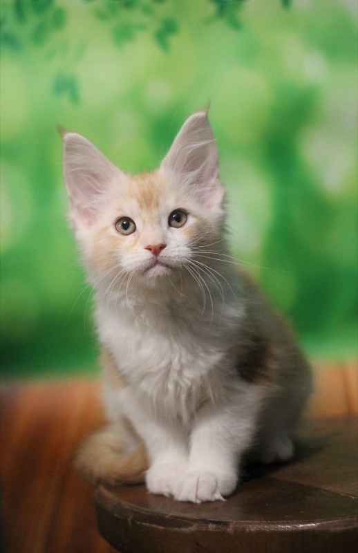 Monterini Q - Kitten maine-coon 2 months 1.5 week