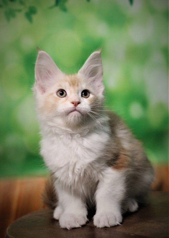 Monterini Q - Kitten maine-coon 2 months 1.5 week