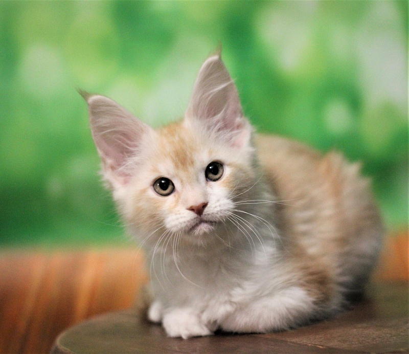 Monterini Q - Kitten maine-coon 2 months 1.5 week
