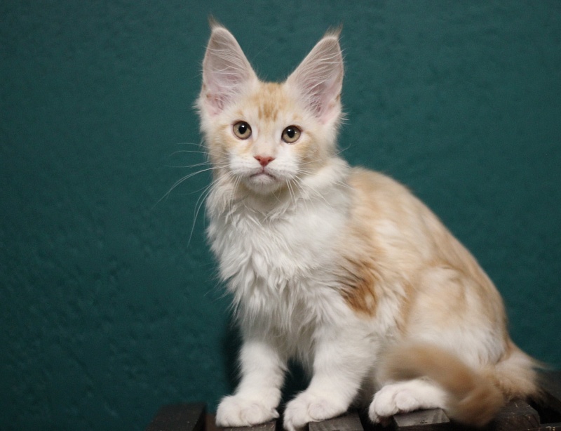 Monterini Q - Kitten maine-coon 2 months 3.5 weeks