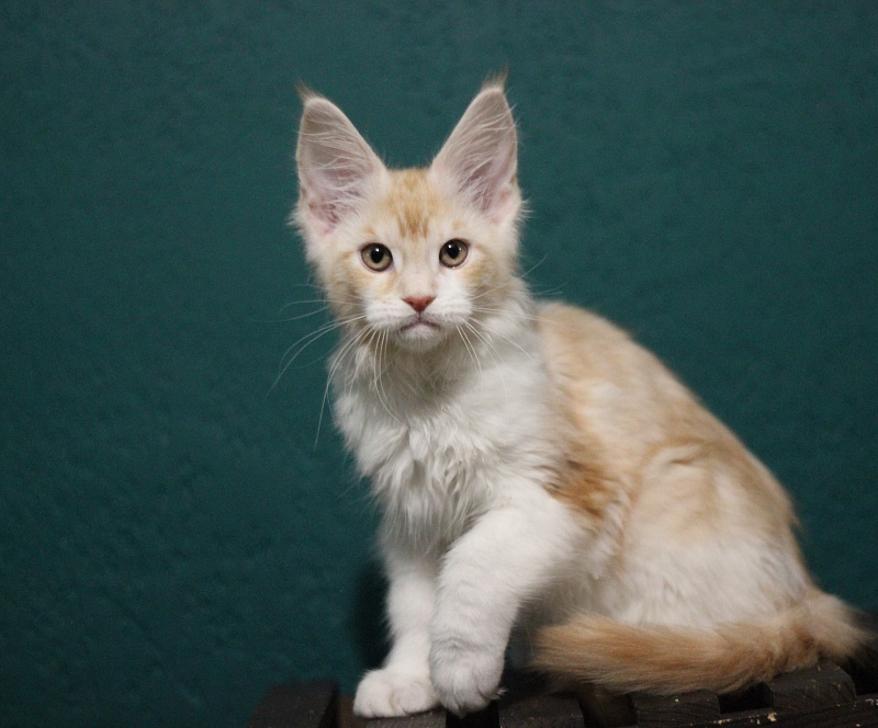 Monterini Q - Kitten maine-coon 2 months 3.5 weeks