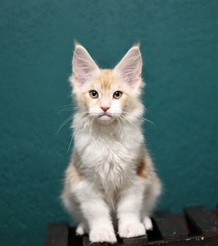 Monterini Q - Kitten maine-coon 2 months 3.5 weeks