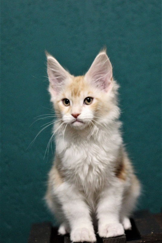 Monterini Q - Kitten maine-coon 2 months 3.5 weeks