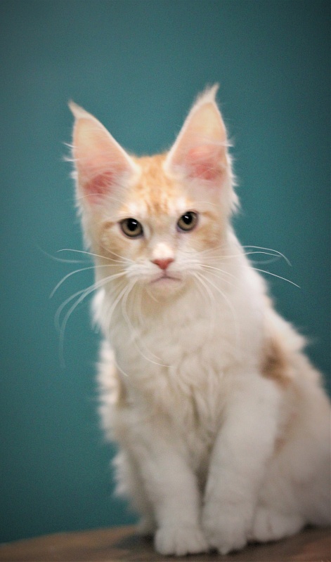 Monterini Q - Kitten maine-coon 3 months 3 weeks