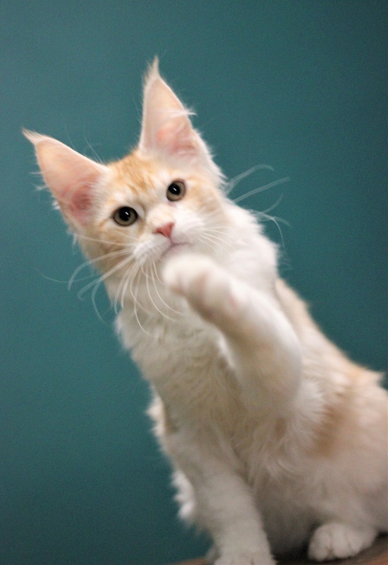 Monterini Q - Kitten maine-coon 3 months 3 weeks