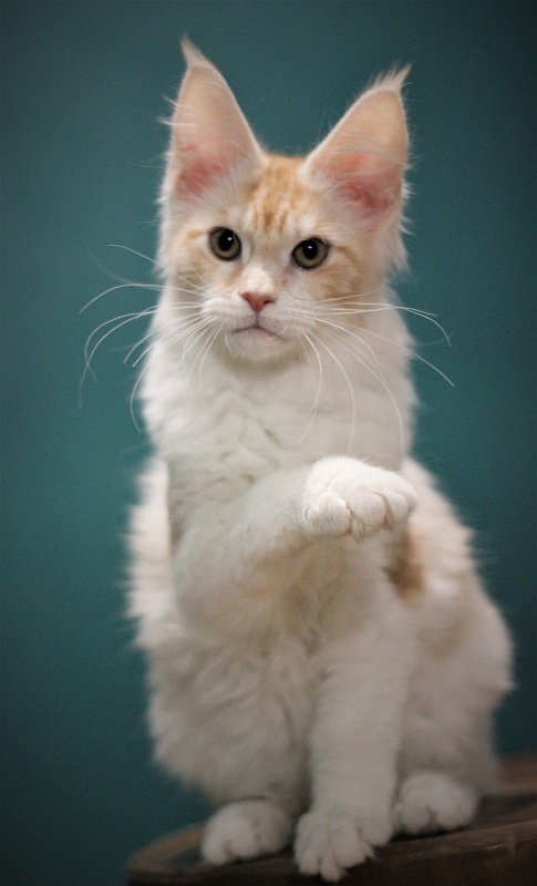 Monterini Q - Kitten maine-coon 3 months 3 weeks