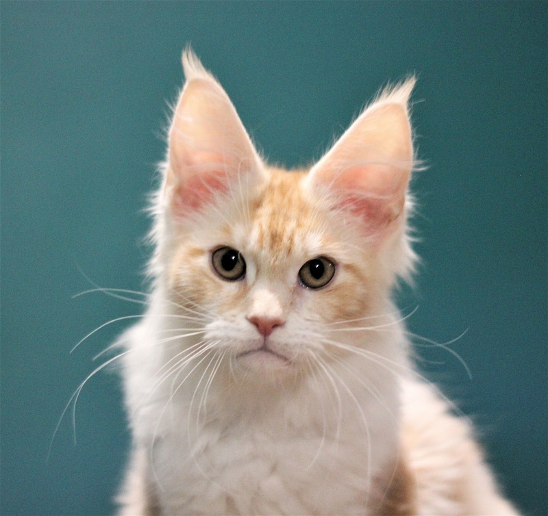 Monterini Q - Kitten maine-coon 3 months 3 weeks