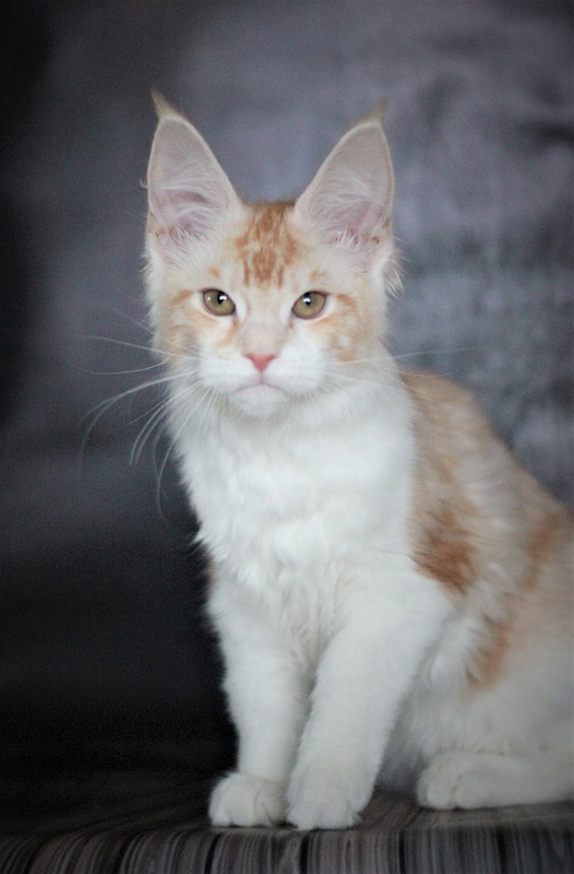 Monterini Q - Kitten maine-coon 4 months