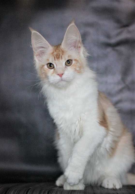 Monterini Q - Kitten maine-coon 4 months