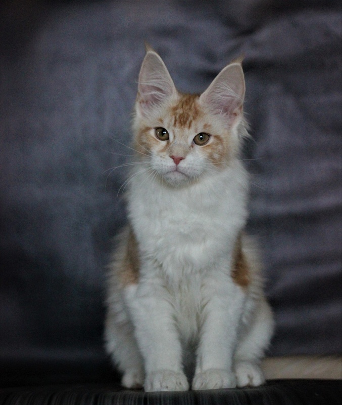 Monterini Q - Kitten maine-coon 4 months