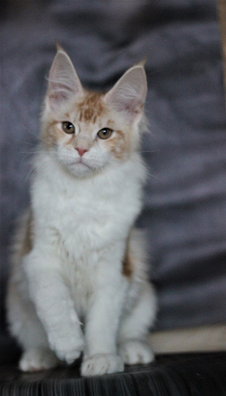 Monterini Q - Kitten maine-coon 4 months