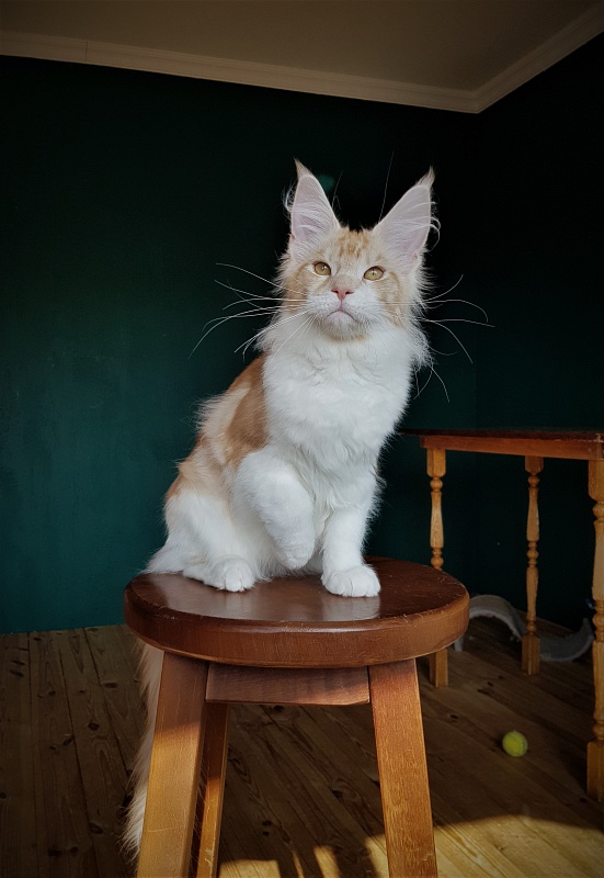 Monterini Q - Kitten maine-coon 5.5 months