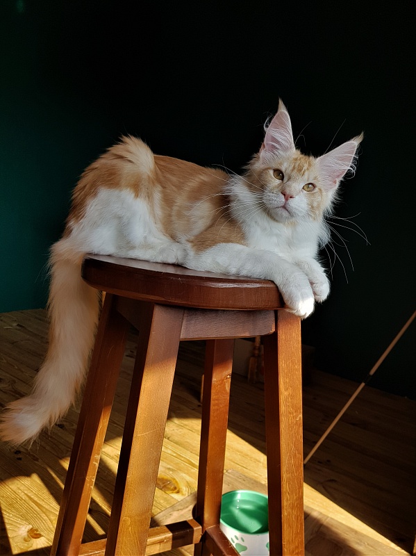 Monterini Q - Kitten maine-coon 5.5 months