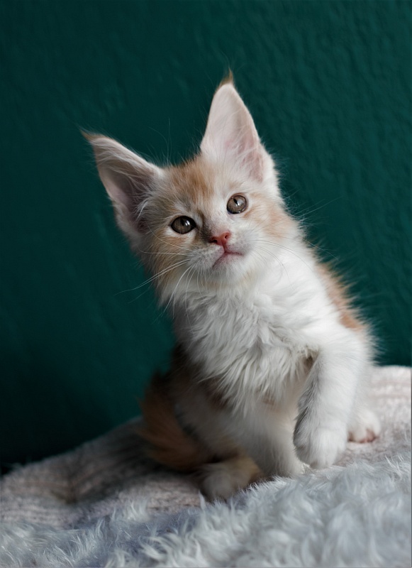 Monterini Q - Kitten maine-coon 1 month 3.5 weeks