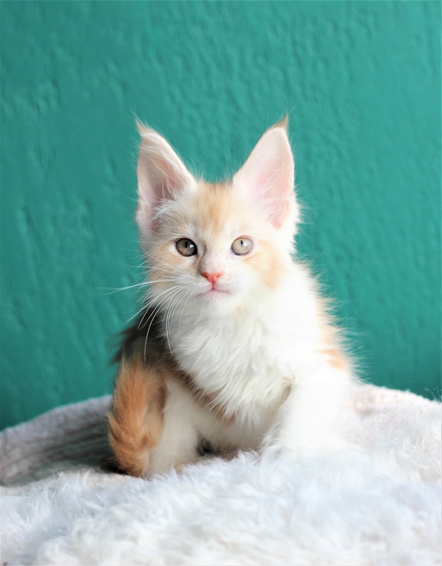 Monterini Q - Kitten maine-coon 1 month 3.5 weeks