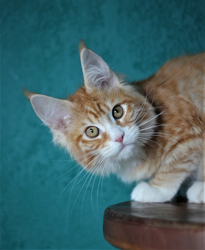 Monterini Qsha - Kitten maine-coon 4 months 0.5 weeks