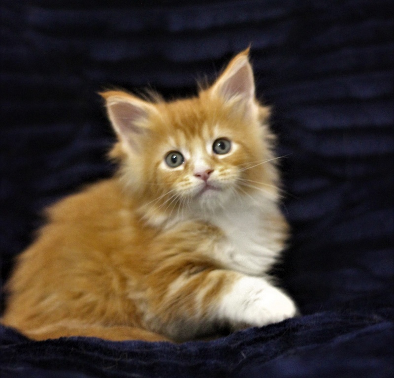 Monterini Quarterback - Kitten maine-coon 1 month 1.5 week