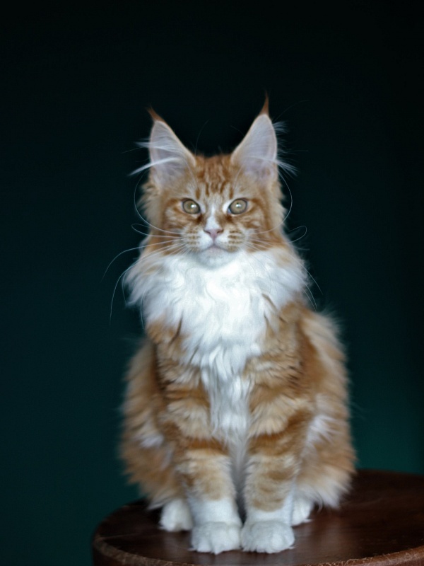 Monterini Quarterback - Kitten maine-coon 4 months 0.5 weeks