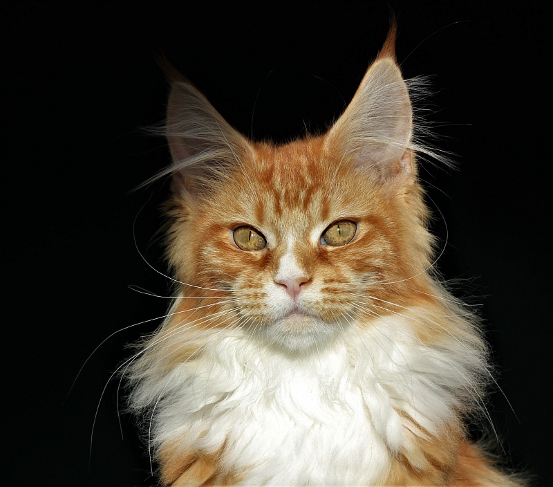 Monterini Quarterback - Kitten maine-coon 4 months 0.5 weeks