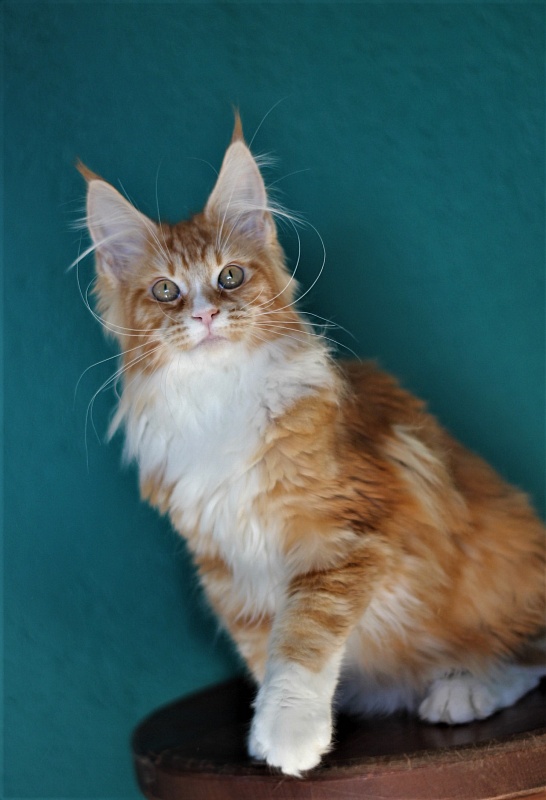 Monterini Quarterback - Kitten maine-coon 4 months 0.5 weeks