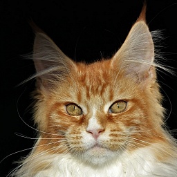 Monterini Quarterback