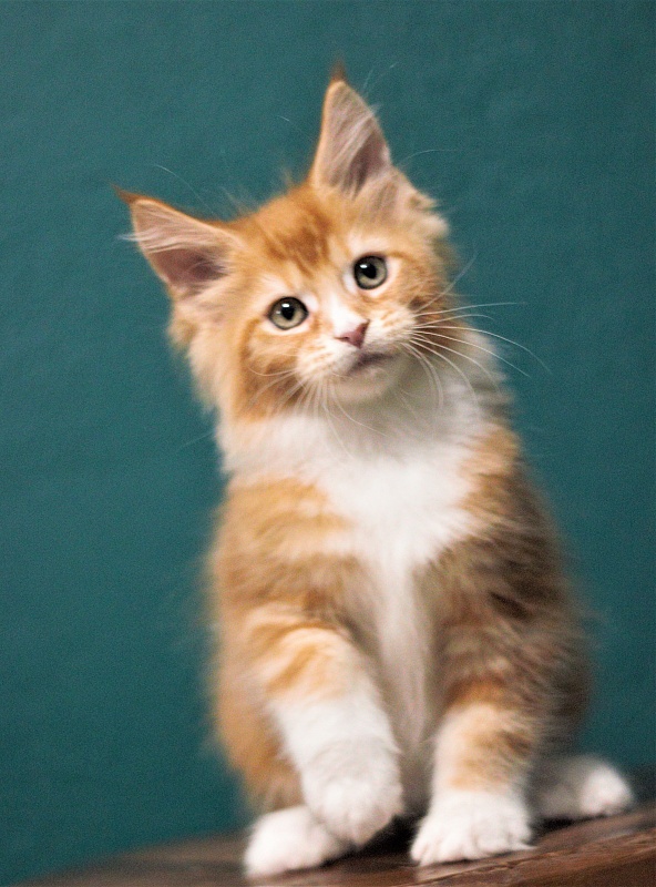 Monterini Quarterback - Kitten maine-coon 2 months 1 week