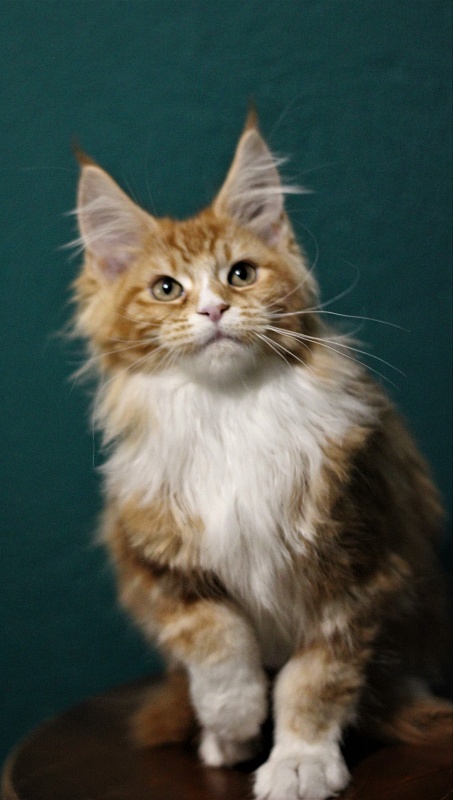 Monterini Quarterback - Kitten maine-coon 3 months 1.5 week