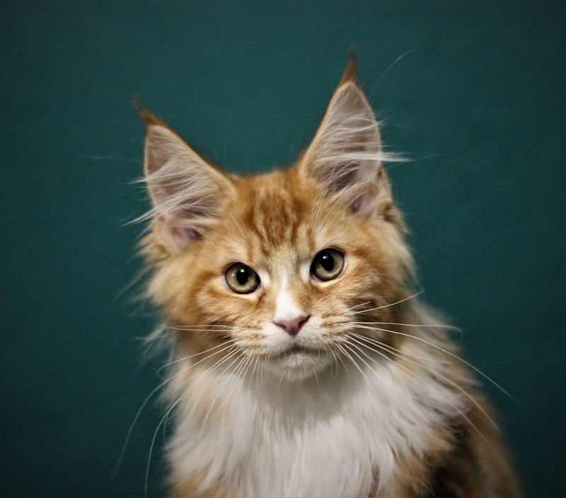 Monterini Quarterback - Kitten maine-coon 3 months 1.5 week