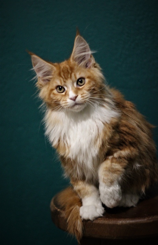 Monterini Quarterback - Kitten maine-coon 3 months 1.5 week