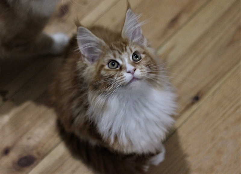 Monterini Quarterback - Kitten maine-coon 3 months 1.5 week