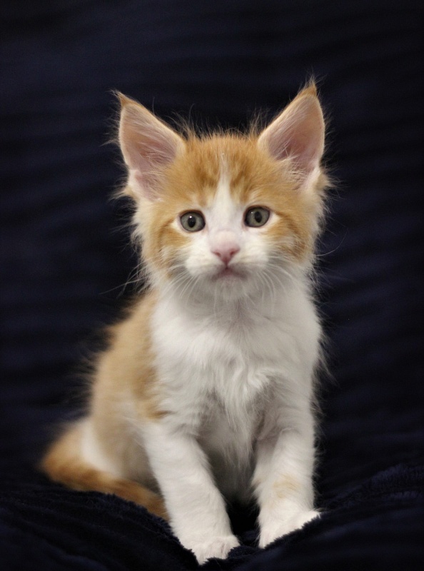 Monterini Q T Pie - Kitten maine-coon 1 month 1.5 week