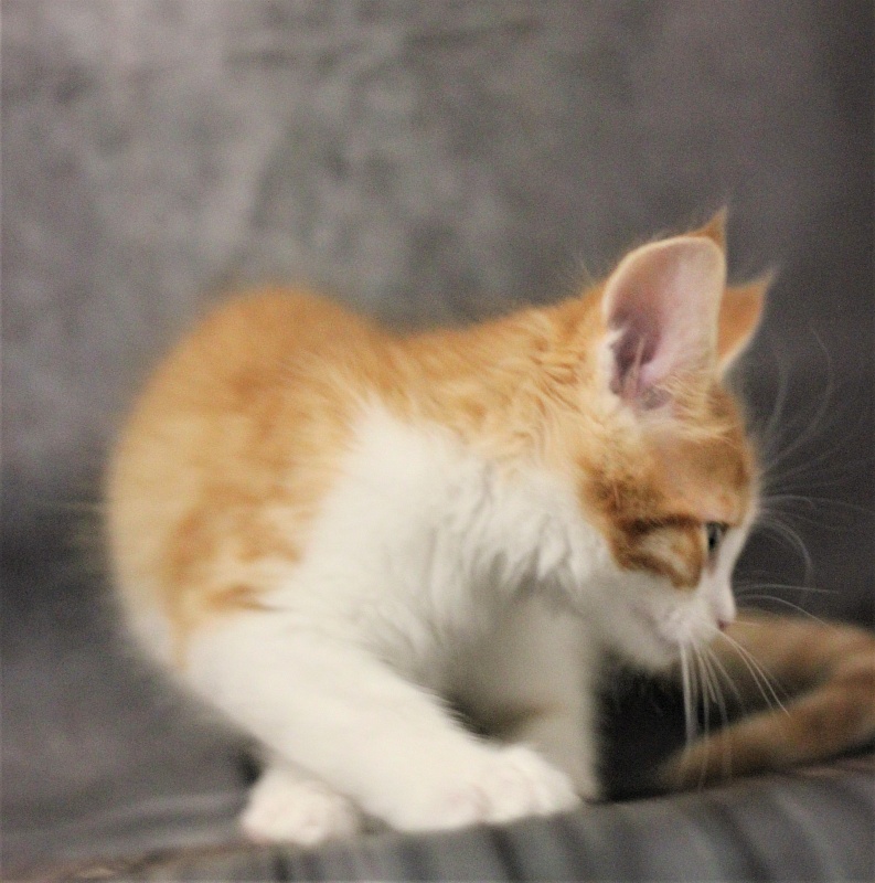 Monterini Q T Pie - Kitten maine-coon 1 month 3.5 weeks