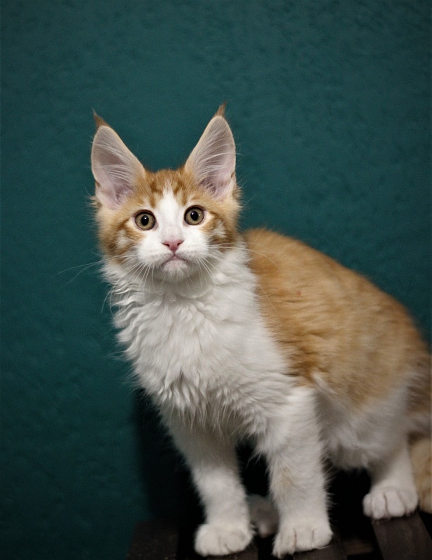 Monterini Q T Pie - Kitten maine-coon 2 months 3.5 weeks