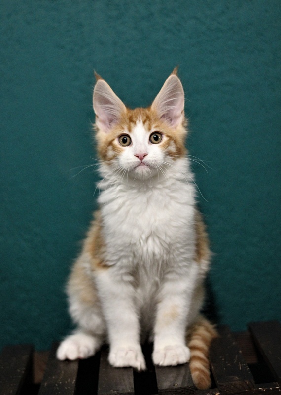 Monterini Q T Pie - Kitten maine-coon 2 months 3.5 weeks