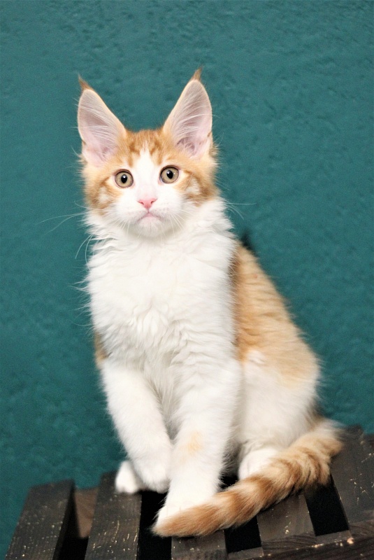Monterini Q T Pie - Kitten maine-coon 2 months 3.5 weeks