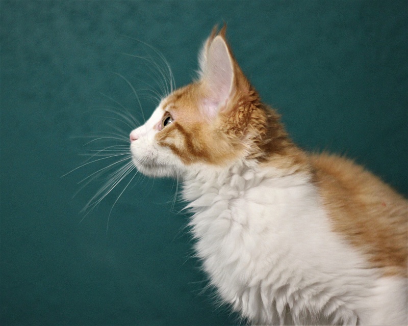 Monterini Q T Pie - Kitten maine-coon 2 months 3.5 weeks