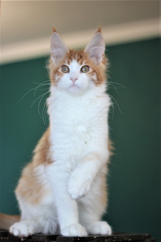 Monterini Q T Pie - Kitten maine-coon 4 months