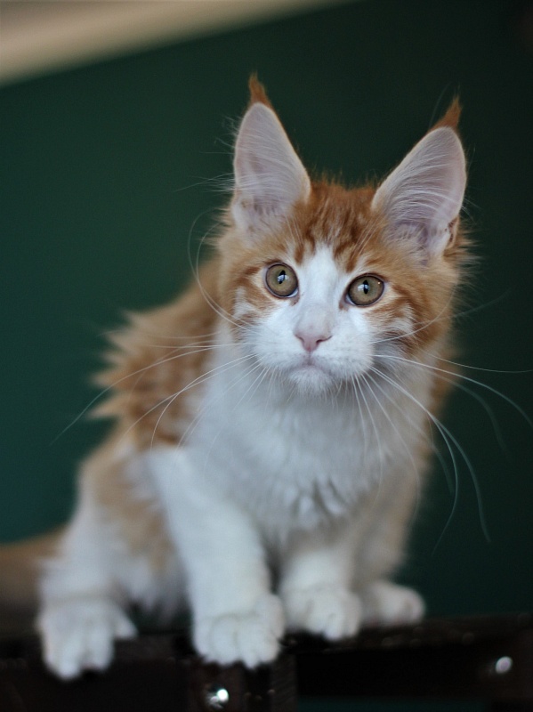 Monterini Q T Pie - Kitten maine-coon 4 months