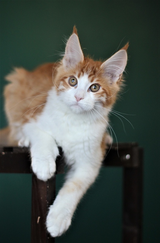 Monterini Q T Pie - Kitten maine-coon 4 months